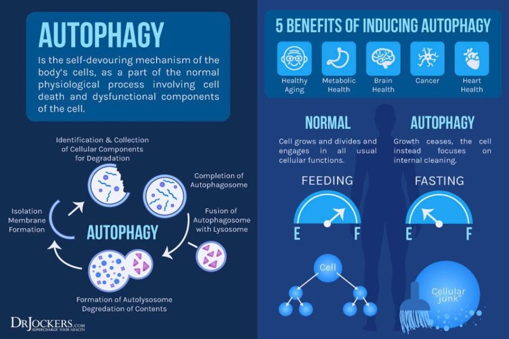 Autophagy - Quá trình tự thực bào | Kỳ nghỉ "Thanh lọc tươi mới thân tâm"